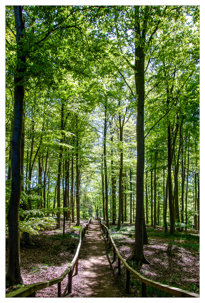 Landschaften  „Waldweg“
Marianne
Schlüsselwörter: 2025
