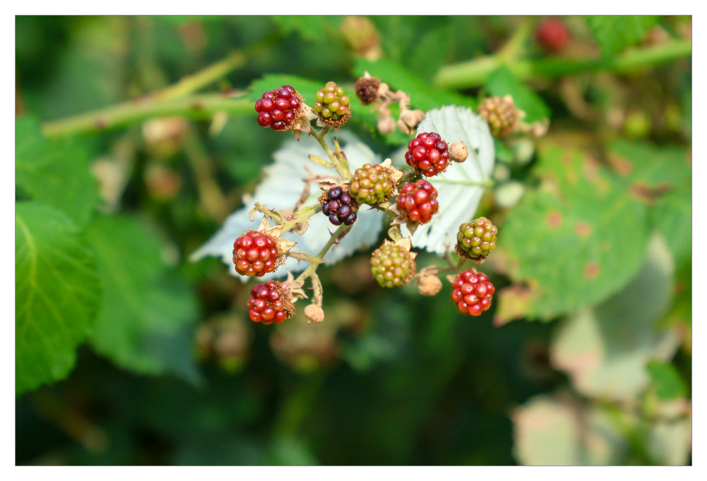 Obst und Gemüse  „Brombeeren“
Marianne
Schlüsselwörter: 2026
