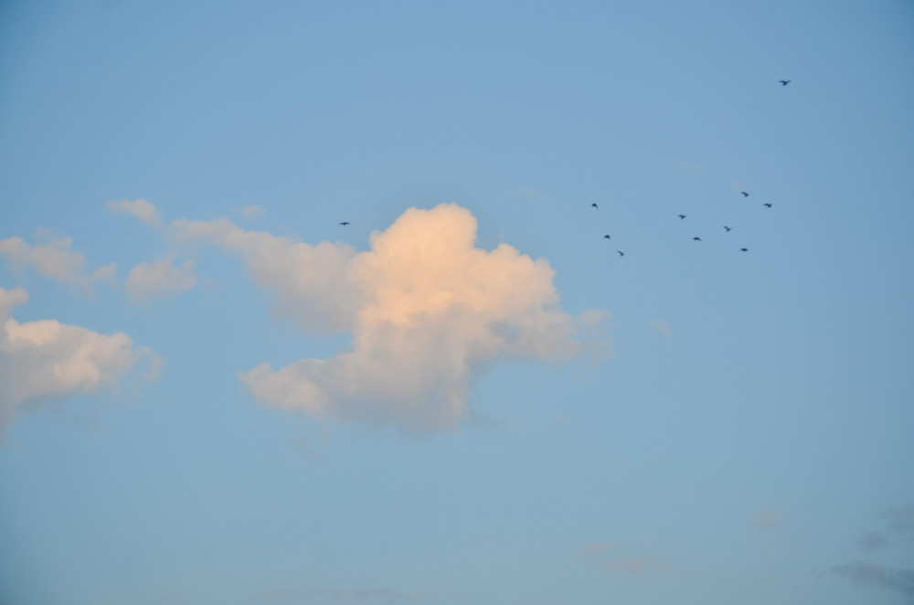 Am Himmel "Vögel"
Perla
Schlüsselwörter: 2025
