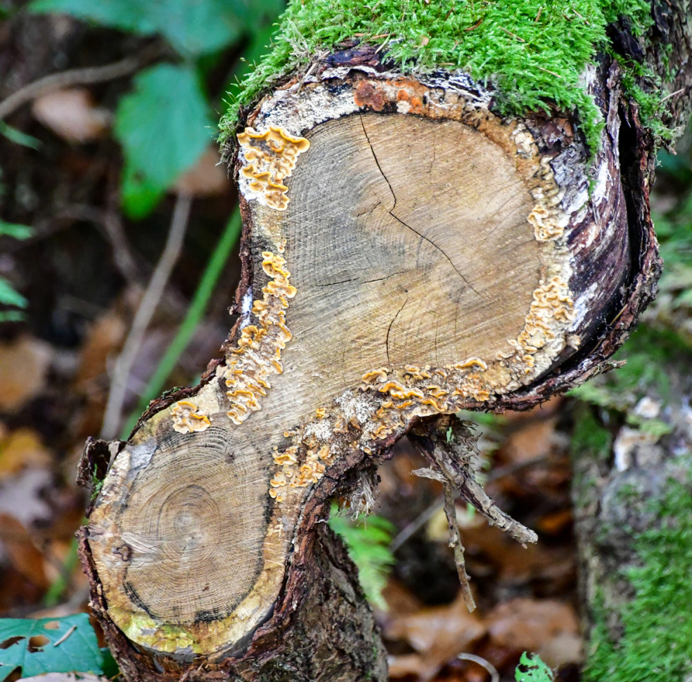 Frei  „Baumscheibe“
Perla
Schlüsselwörter: 2025