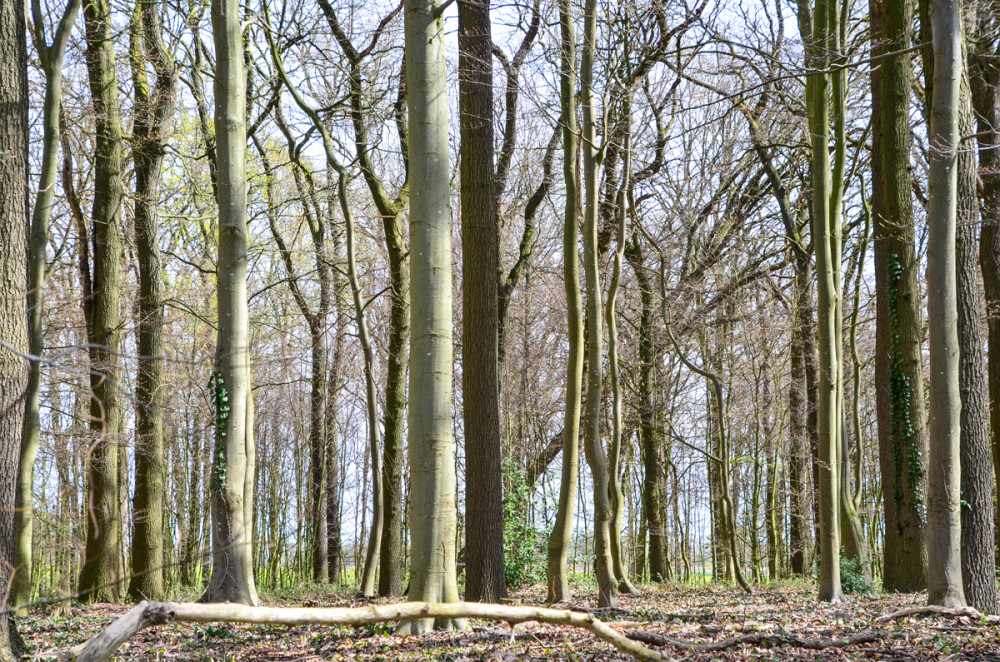 Frei  „Blick in den Wald“
Perla
Schlüsselwörter: 2026