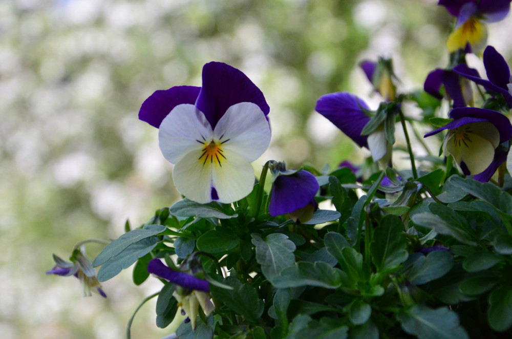 Frei  „Hornveilchen“
Perla
Schlüsselwörter: 2026