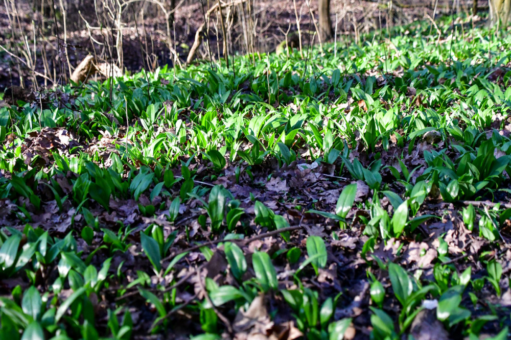 Frühlingserwachen  „Bärlauch“
Perla
Schlüsselwörter: 2026