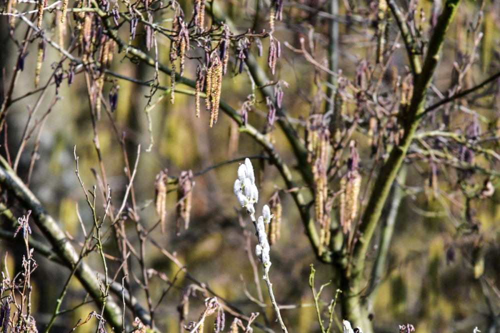 Frühlingserwachen  „Hasel- u. Weidenkätzchen“
Perla
Schlüsselwörter: 2026