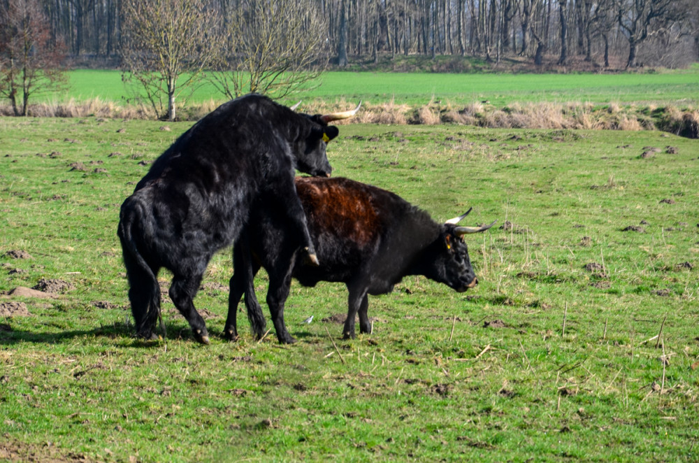Frühlingserwachen  „Die Hormone drehen durch“
Perla
Schlüsselwörter: 2026