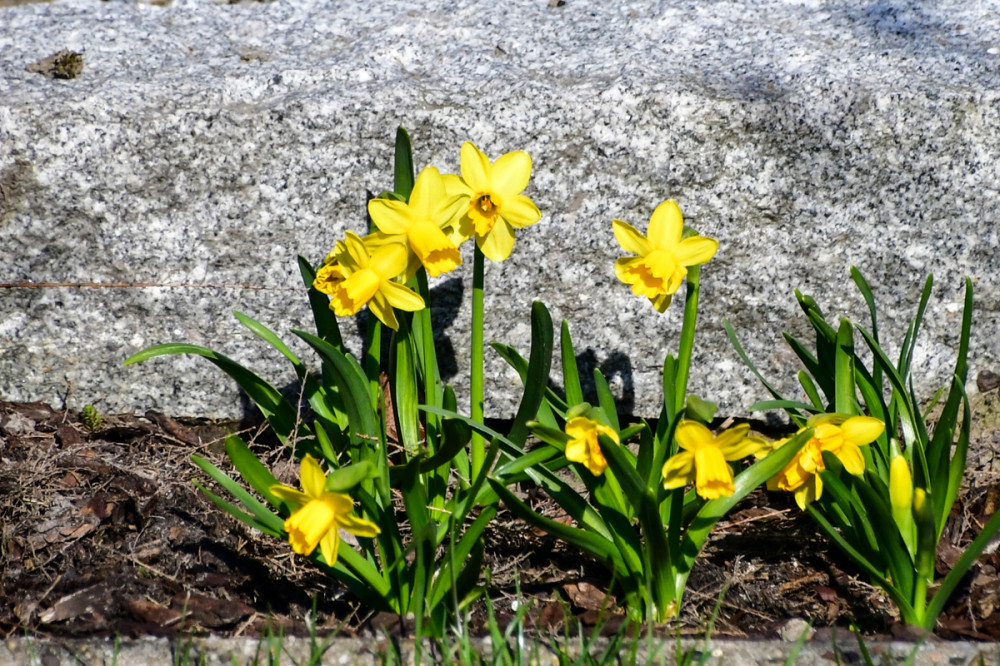 Frühlingserwachen  „Miniosterglocken“
Perla
Schlüsselwörter: 2026