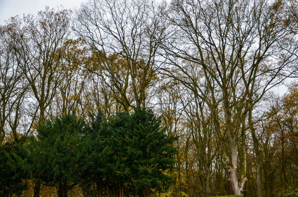 Gegensätze  „Im Wald Eiben-Laubbäume“
Perla
Schlüsselwörter: 2025