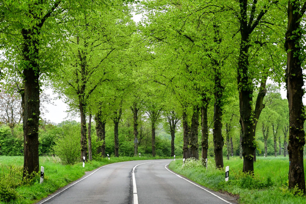 Landschaften  „Allee“
Perla
Schlüsselwörter: 2025