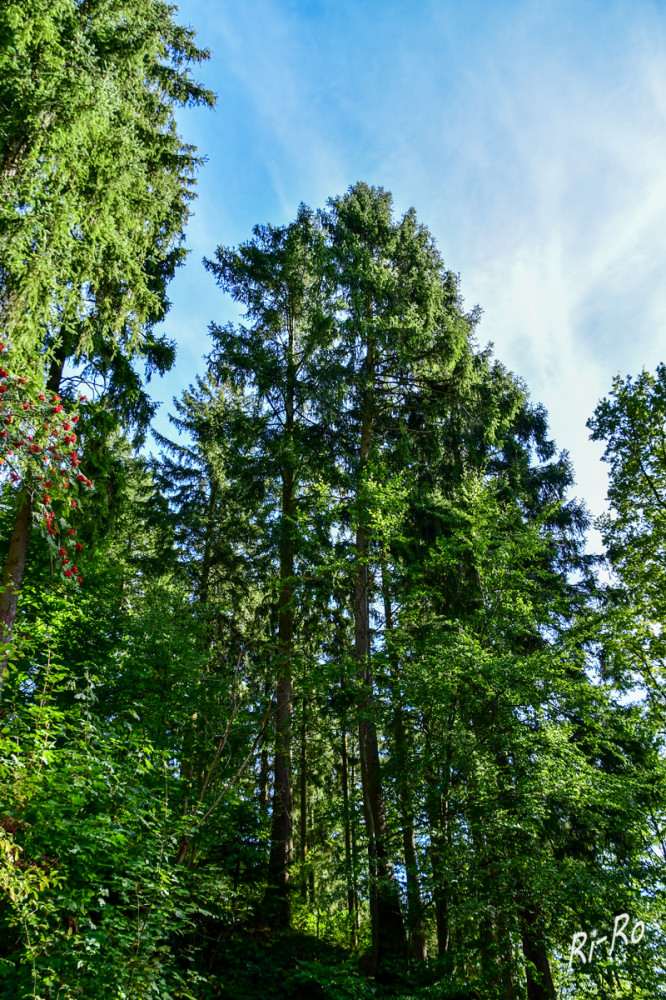 Auf in den Wald
Schlüsselwörter: 2026