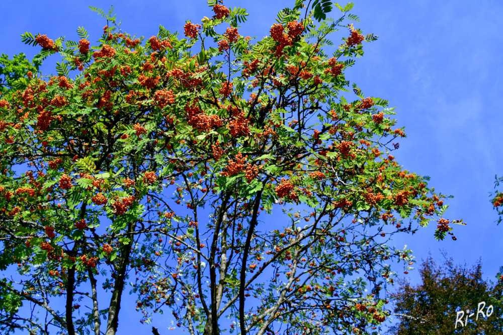 Eberesche
Im Spätsommer u. Herbst ist sie ein echter Hingucker. Leuchtend rote Beeren u. später tiefrotes Laub machen die Eberesche unverwechselbar. (ndr)
Schlüsselwörter: 2026