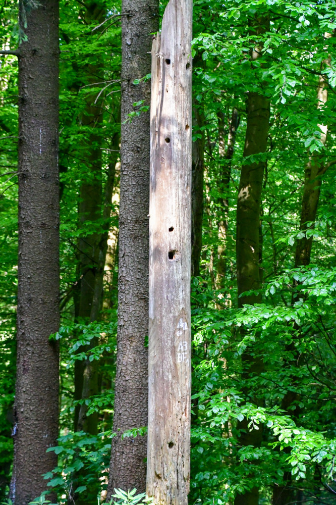 Reichlich Auswahl
Baumhöhlen sind wichtige Mikrohabitate. Viele verschiedene Tiere im Wald nutzen diese. Sie dienen als Winterquartier, Unterschlupf oder Kinderstube. (naturdetektive.bfn)
Schlüsselwörter: 2026