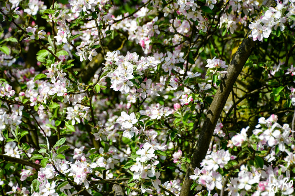 Blütenmeer
Spätestens wenn die Apfelbäume zu blühen beginnen, hat der Frühling endgültig Einzug gehalten. Tatsächlich lässt sich das Jahr auch anders einteilen, zum Beispiel nach Naturphänomenen, genauer nach dem Blühen u. Reifen der Pflanzen. (nabu)
Schlüsselwörter: 2025