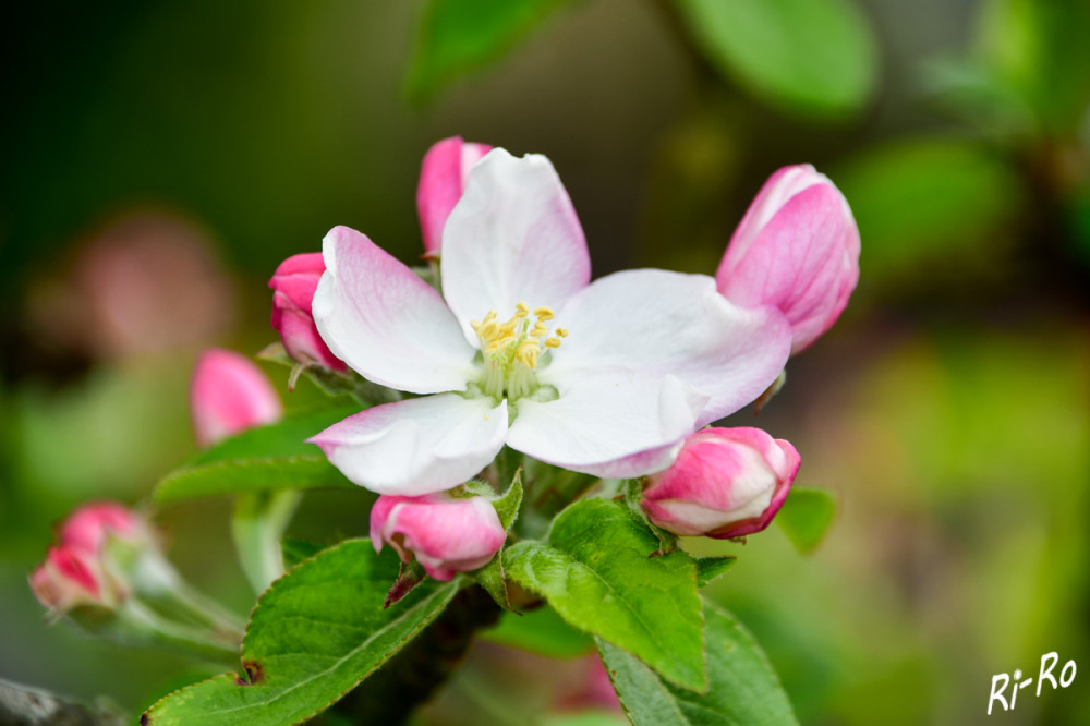 Blüte u. Knospen
der Blühzeitpunkt von Apfelblüten hängt stark von der Temperatur ab. (swr)
Schlüsselwörter: 2025