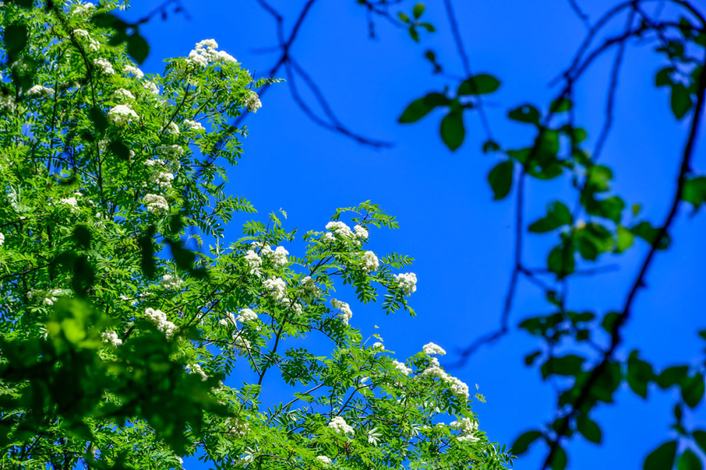 Esche
Die Blüten der Esche stellen eine Besonderheit dar. Es werden männliche, weibliche u. auch zwittrige Blüten ausgebildet. Sie können sich an verschiedenen Bäumen, wie auch an ein u. demselben befinden. (Uni-Göttingen)
Schlüsselwörter: 2026