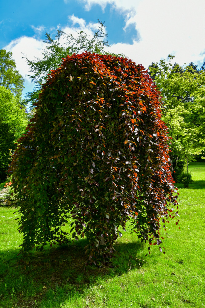 Schwarzrote Hängebuche
er ist ein hängender Kleinbaum. Der mit seinem dekorativen Laub auffällt. (gartenwelt)
Schlüsselwörter: 2026