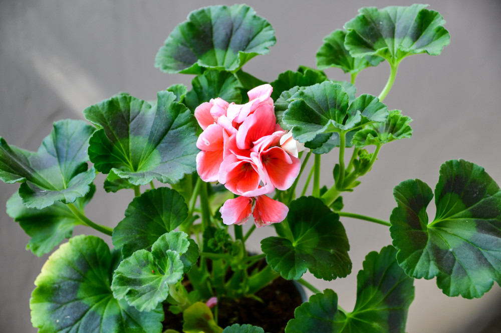 Geranie
es gibt Hunderte verschiedene Geranien-Sorten. Landläufig wird sie als Geranie bezeichnet, doch der botanische Name der reich blühenden Pflanze lautet eigentlich Pelargonie. Diese bevorzugen einen sonnigen Standort u. blühen etwa von Mai bis Oktober. (NDR)
Schlüsselwörter: 2025