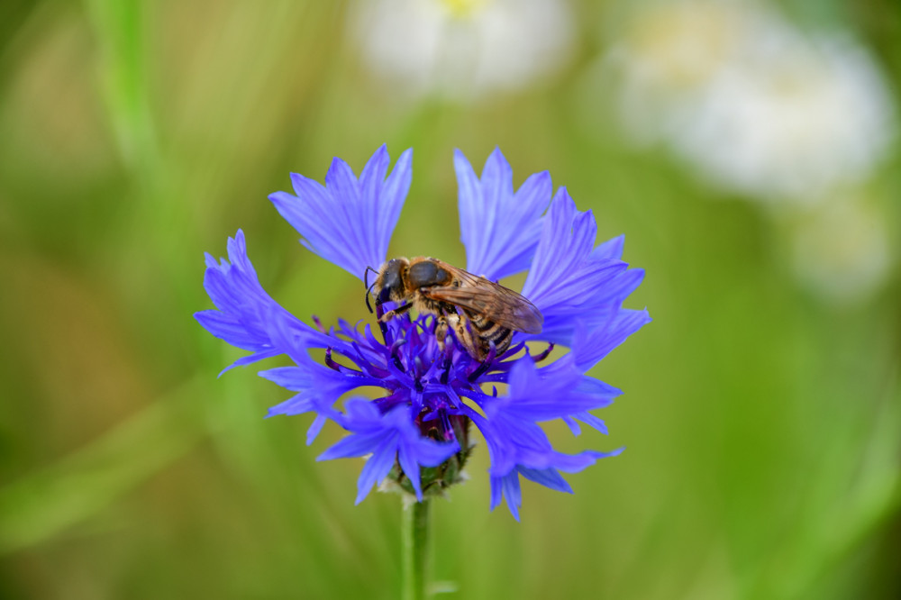 Kornblume mit Biene
Schlüsselwörter: 2025