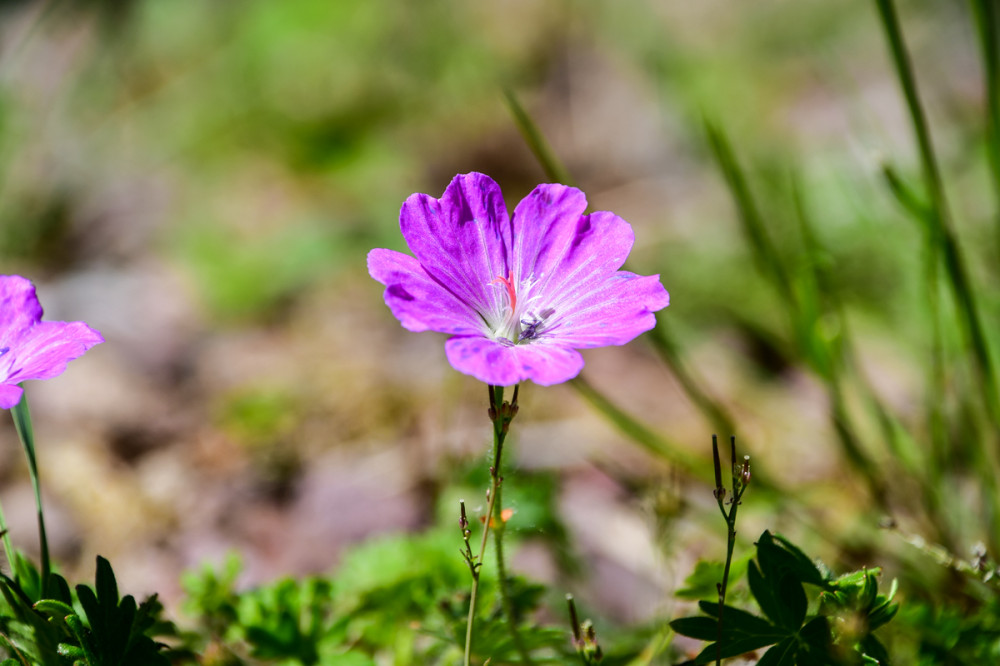 Gewöhnliche Kornrade
sie strahlt mit ihrer zarten Erscheinung u. den rosafarbenen Blüten natürliche Schönheit aus. 
Mit einer langen Blütezeit von Juni bis August sorgt sie mit ihren roten Blüten für farbige Akzente im Garten u. zieht bestäubende Insekten an. (meinschönergarten/naturadb)

Schlüsselwörter: 2025