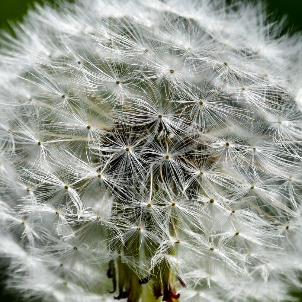 Nahaufnahme -Frucht des Löwenzahns-
Jedes dieser Samenschirmchen ist so konstruiert, dass es vom Wind schon bei einem leichten Luftzug weit getragen werden kann. Dadurch sorgt der Löwenzahn für eine großflächige Verbreitung seiner Art. Die zarten Gleitschirme schweben sanft davon u. landen oft viele Meter entfernt auf neuen Standorten, wo sie keimen können. (wildkraeuter/Stegbrief)
Schlüsselwörter: 2026