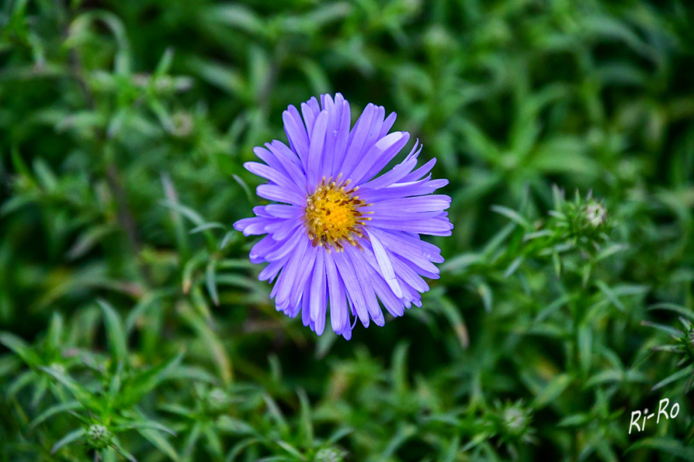 Asternblüte
Die Bandbreite der Sorten reicht von kleinen kompakt wachsenden bis hin zu knapp zwei Meter hohen Stauden. Auch das Farbspektrum ist groß. Neben weißen Astern gibt es auch Blüten in Rosa, Lila, Rot u. Blau. (NDR)
Schlüsselwörter: 2026