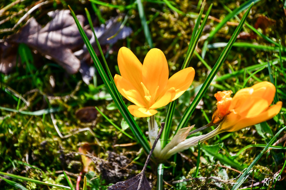 Der Frühling naht
Die Blütezeit des Krokus variiert je nach Art. Viele Sorten entfalten ihre Blüten im Zeitraum von Februar bis März, während manche sogar noch bis in den April für Farbtupfer sorgen. (focus.de)
Schlüsselwörter: 2026