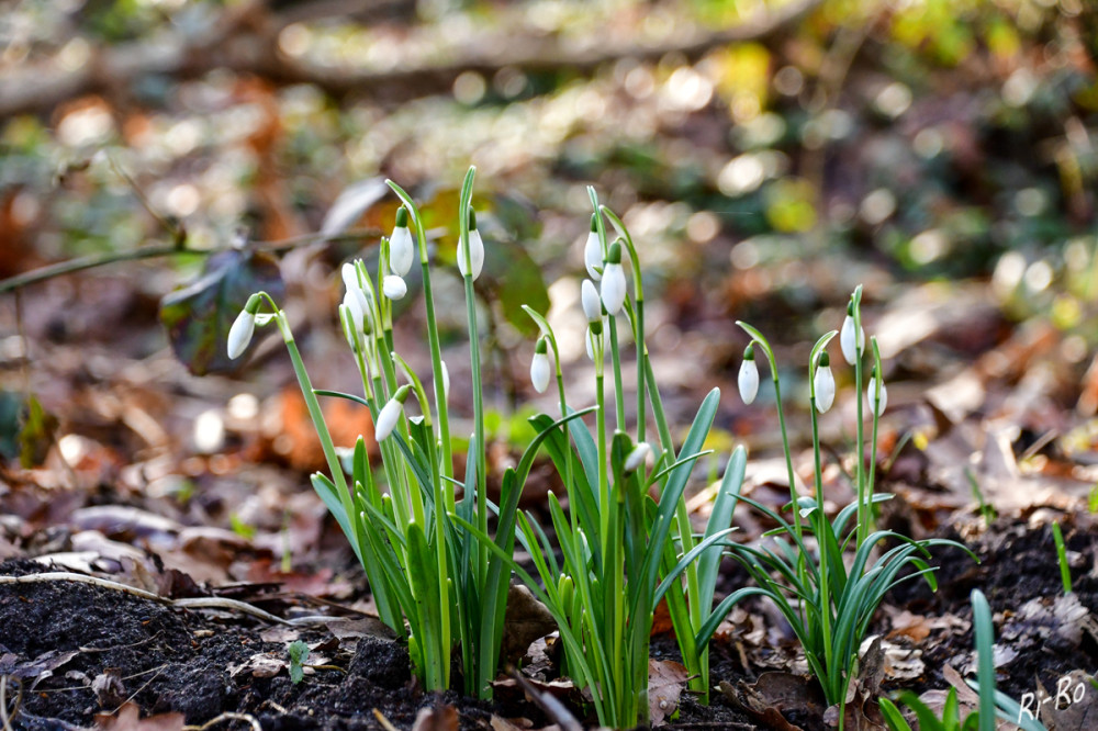 Weiße Knospen
der Schneeglöckchen zeigen sich mitten im geschützten Wald. Nachtemperatur -2 Grd.
Schlüsselwörter: 2026
