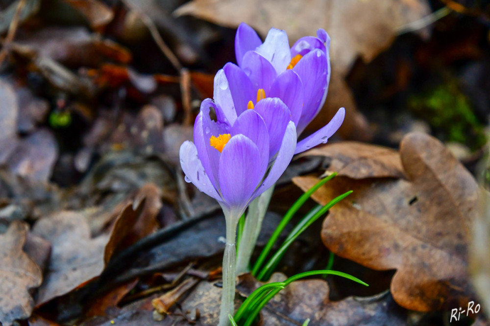 Mit Regentropfen
bedeckte Krokusse stehen im Park. Ungefähr seit dem Mittelalter bauten die Menschen den Krokus als Zierpflanze an. (swr)


Schlüsselwörter: 2026
