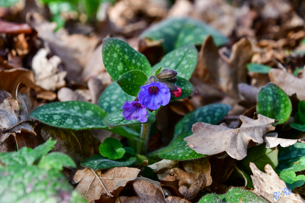 Geflecktes Lungenkraut
es blüht besonders früh im Jahr u. stellt damit für frühfliegende Wildbienen eine wichtige Nahrungsquelle dar. Eine Blüte hält bis zu acht Tage, die Verfärbung setzt ungefähr zur Hälfte der Zeit ein. Insekten ziehen die rosa Blüten vor, da sie hier eine größere Menge Nektar u. Pollen erwarten. (wildbiene)
Schlüsselwörter: 2026
