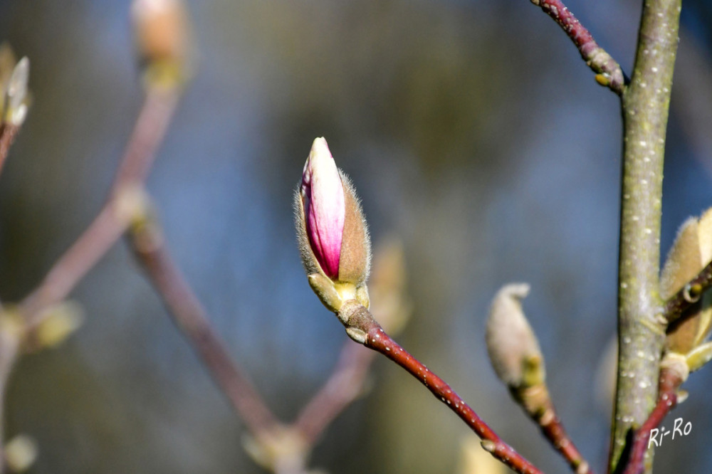 Knospen
Sobald die Temperaturen im Frühling steigen, erwacht das Leben in den Magnolienknospen. Die Knospenschuppen beginnen sich zu öffnen. Mit ihren imposanten Blüten zählen Magnolien zu den wertvollsten Ziergehölzen im Frühlingsgarten. (koenigliche-gartenakademie)
Schlüsselwörter: 2026