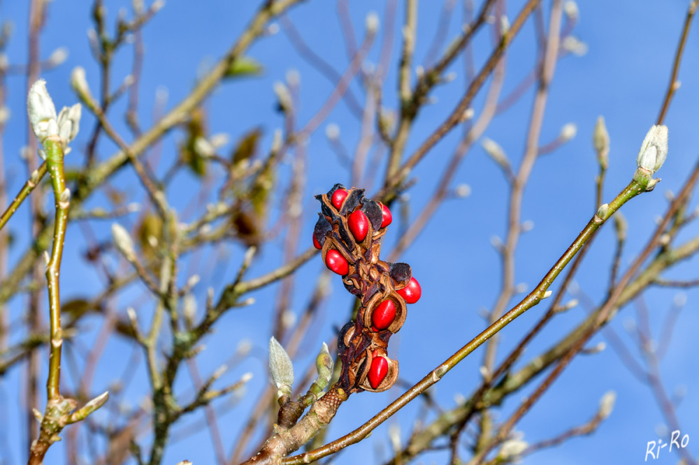 Winterknospen mit Fruchtansatz
Die Magnolienfrucht ähnelt durchaus den Zapfen von Nadelbäumen. Um diese zarten Pflanzenteile vor den eisigen Temperaturen des Winters zu schützen, sind die Magnolienknospen mit speziellen Schutzmechanismen ausgestattet. Die leuchtend roten Samen, die durch feine Fäden mit der Frucht verbunden bleiben, sorgen für einen bemerkenswerten Kontrast. (die-magnolie)
Schlüsselwörter: 2025