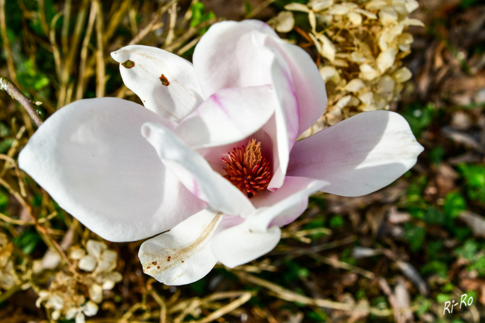 Geöffnete Magnolien Blüte
Die Gattung wurde nach dem französischen Botaniker Pierre Magnol (1638–1715) benannt. Die Blüten werden bei einigen Arten schon in der vorhergehenden Vegetationsperiode angelegt u. blühen im Frühling auf. (wikipedia)
Schlüsselwörter: 2026