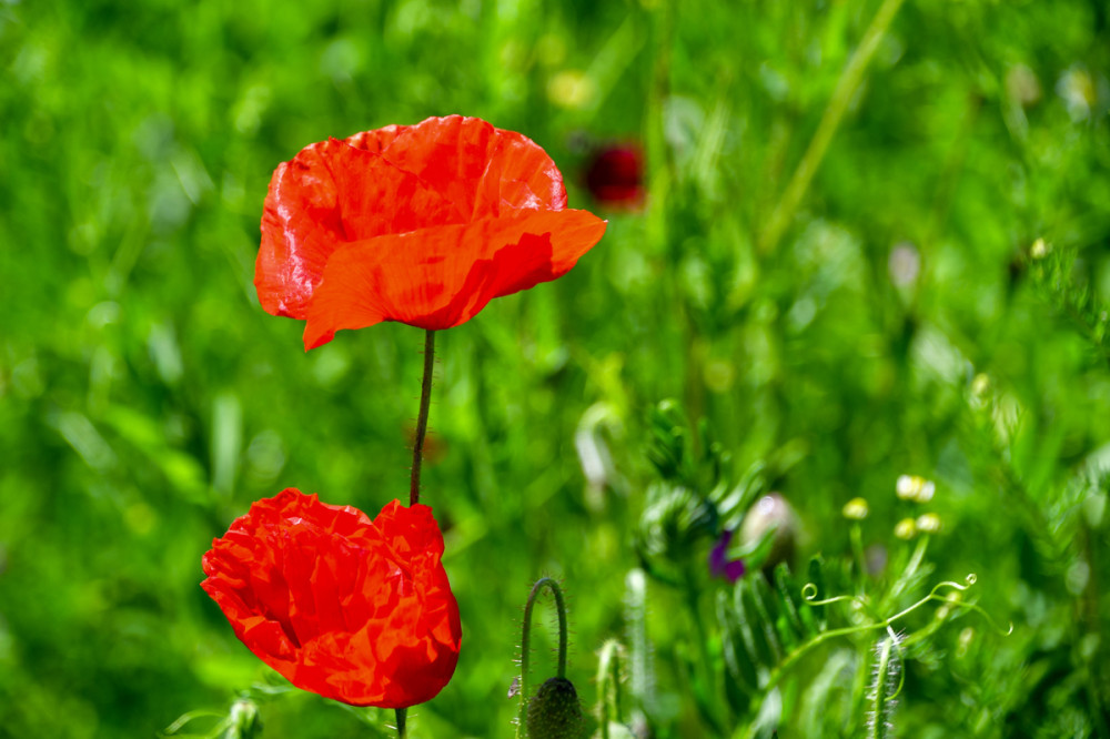 Farbenprächtige Blüte
Mohn ist eine wichtige Kulturpflanze u ein bedeutungsvoller Bestandteil in unserer Kunst u. Kultur. Ihre Kultivierung begann bereits etwa 6000 v. Chr. im Mittelmeerraum u. in Vorderasien. (ARD)
Schlüsselwörter: 2026
