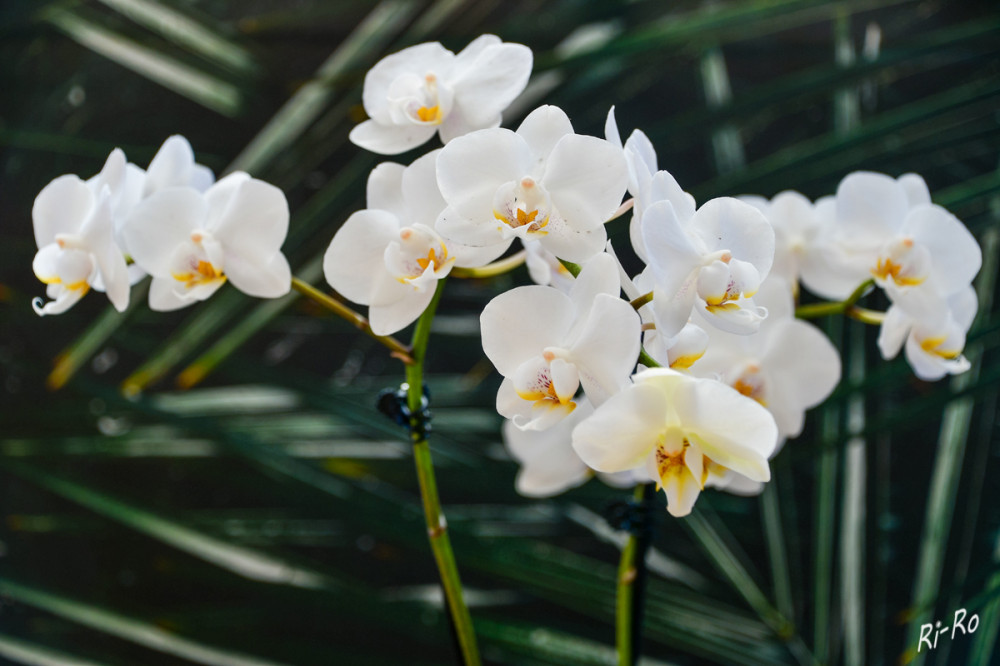 Weiße Orchidee
Die älteste bekannte Schrift über Orchideen stammt von Pedanios Dioscurides im 1. Jahrhundert n. Chr. u. beschrieb die Anwendung von Orchideen als Heilpflanze. (wikipedia)
Schlüsselwörter: 2026