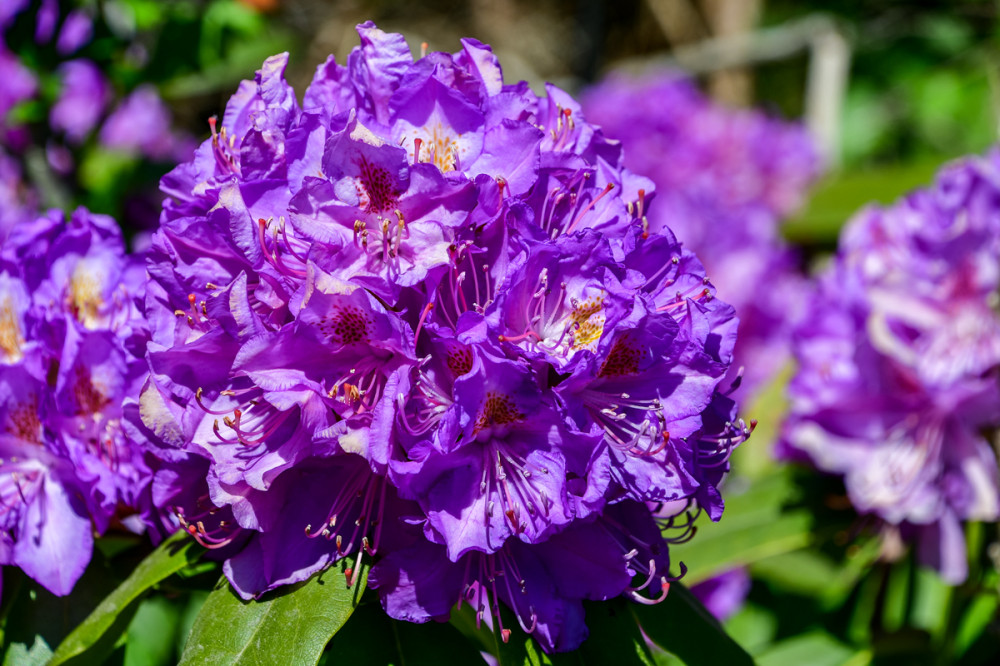Rhododendron
er blüht üppig in zahllosen Farben u. kann über die Jahre eine beachtliche Größe erreichen. Sie gehören zur Pflanzengattung innerhalb der Familie der Heidekrautgewächse. (ndr)


Schlüsselwörter: 2025
