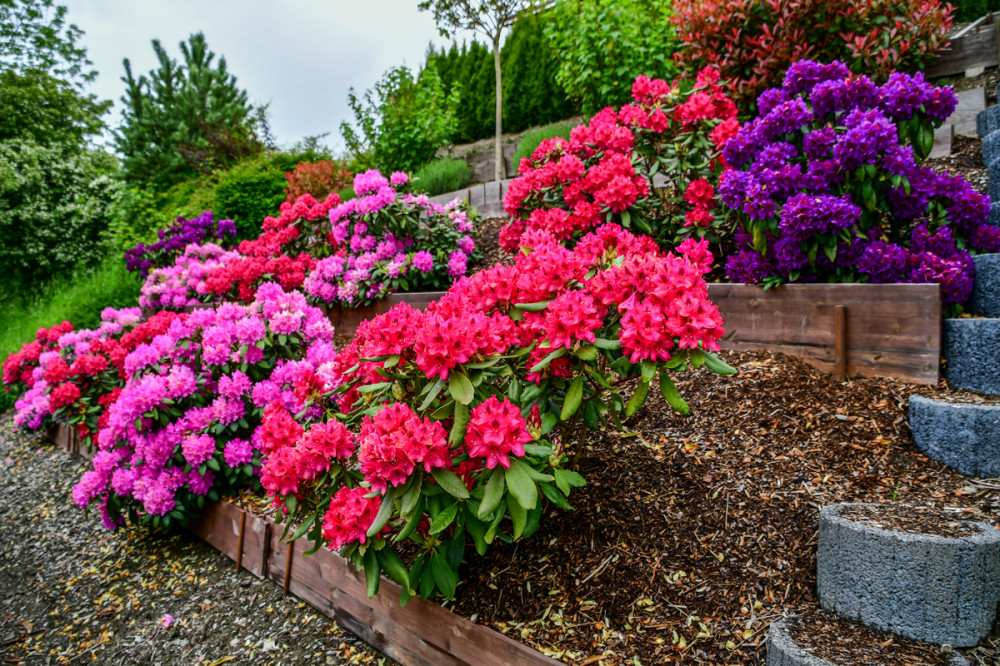 Farbenpracht
Rhododendren blühen je nach Sorte zwischen April u. Juli u. sind echte Hingucker. Er wird auch als Alpenrose bezeichnet u. zählt zweifellos zu den wichtigsten, aber auch anspruchsvollsten Blütensträuchern. (wdr)
Schlüsselwörter: 2026