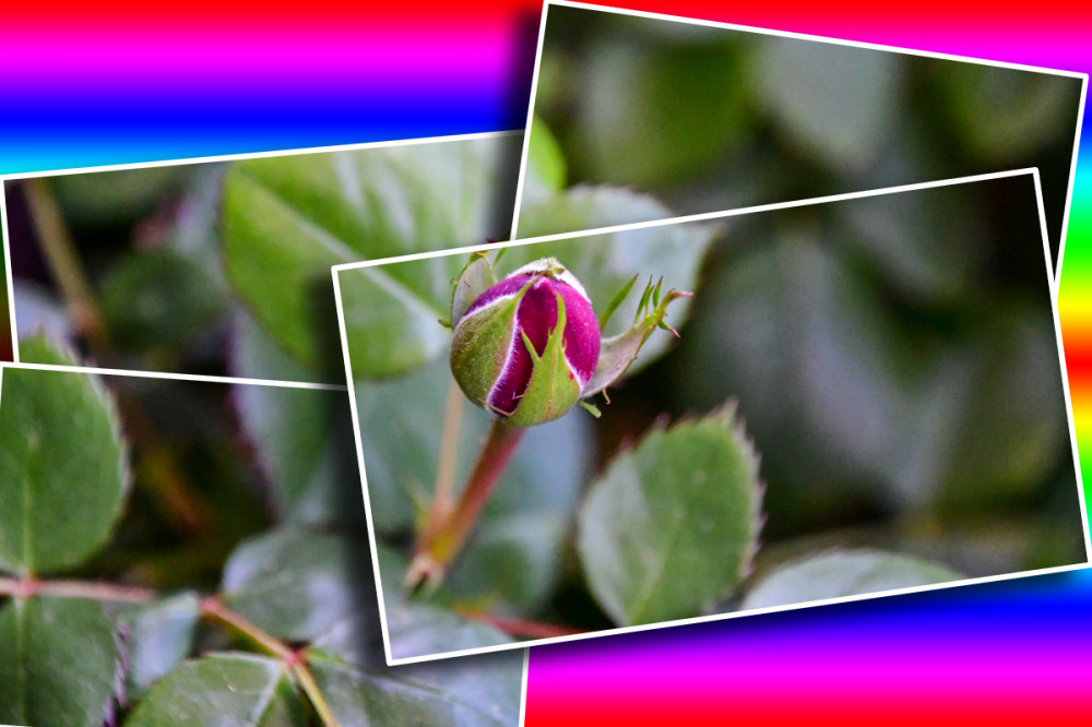 Die erste Rosenknospe in diesem Jahr
Sie ist ein bedeutendes Ereignis in der Pflanzenwelt u. im Leben von Rosenliebhabern. Sie symbolisiert den Beginn der Blütezeit u. die Freude über das Wachstum u. die Entwicklung der Pflanze. In der Botanik wird die Knospe als jugendlicher Zustand eines Sprosses beschrieben, in dem die Blätter noch dicht zusammengelegt sind u. die Entwicklung des Sprosses noch nicht weit fortgeschritten ist. (Wikipedia)
Schlüsselwörter: 2026