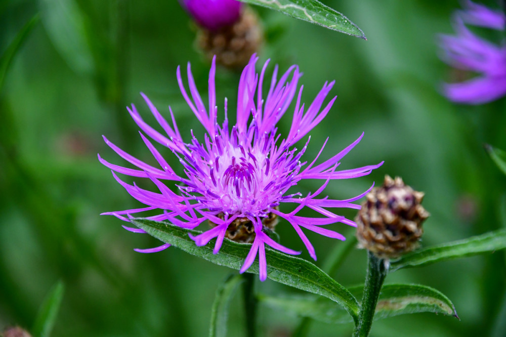 Wiesen-Flockenblume
sie ist eine ausdauernde Wildpflanze mit violetten Blütenkörben, die von Juni bis Oktober blüht. Die fetzig wirkenden Blüten dienen in der Pflanzenwelt als Schauapparat, um möglichst viele Insekten als Bestäuber anzulocken. (insektenfreude)
Schlüsselwörter: 2025
