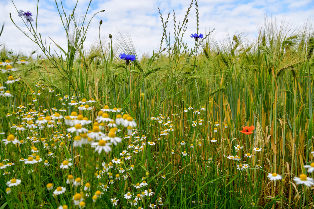 Wildblumen am Feldrand
Heimische Wildkräuter erhöhen den Ernteertrag auf dem Acker. Zudem hält die Blumenmischung den Schädlingsbefall in Schach. (globalmagazin)
Schlüsselwörter: 2025
