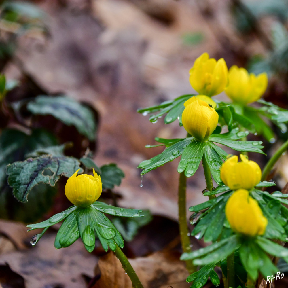 Der Kleine Winterling
ist ein hübscher, frostharter u. pflegeleichter Frühblüher, der in keinem Garten fehlen sollte. Er wächst aus einer Knolle im Boden u. bildet bei guten Standortbedingungen attraktive große Blütenteppiche. (NDR)
Schlüsselwörter: 2026