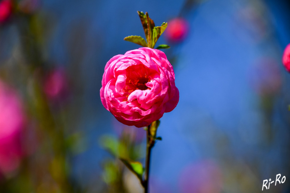 Rosa Blüte
Zieräpfel sind Gehölze u. zählen wie auch die Kulturapfelbäume zur Familie der Rosengewächse. Die gesamte Gattung umfasst etwa 35 Wildarten. (ndr)


Schlüsselwörter: 2025