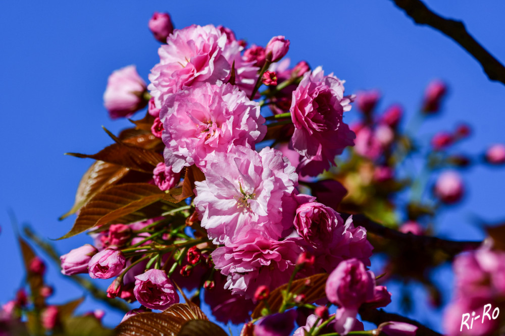 Japanische Zierkirsche
ist bekannt für die wunderschönen Blüten. Die Bäume sind in Japan, Korea u. vielen chinesischen Provinzen heimisch. In der japanischen Kultur spielen sie eine wichtige Rolle.
(gartenjournal)

Schlüsselwörter: 2025
