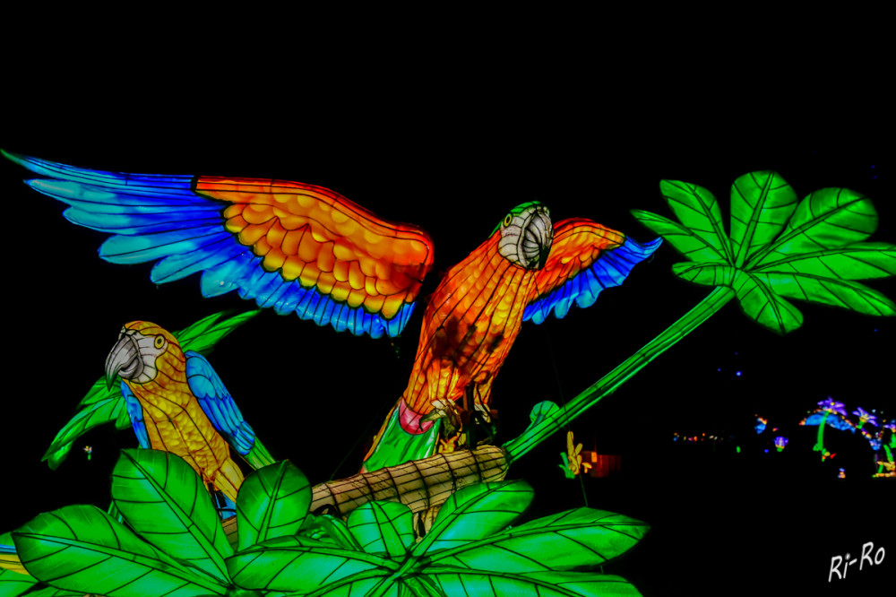 Aras
China Lights im Tiergarten Kleve. 
Schlüsselwörter: 2025