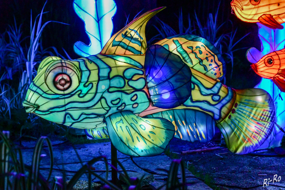 Der Mandarinfisch (chinesische Laternenkunst)
fällt besonders durch sein grelles, farbenfrohes Äußeres auf. Er lebt vorwiegend in geschützten Lagunen u. Küstenriffen. (wikipedia)


Schlüsselwörter: 2025