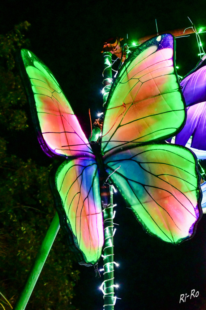 China Lights im Tiergarten Kleve 
einer von vielen beleuchteten Schmetterlingen.
Schlüsselwörter: 2025