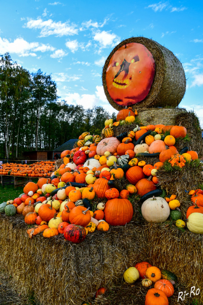 Fantasievolle Kürbisfigur
sorgt für staunende Gesichter bei den Betrachtern. Die Geschichte der Kürbisfiguren reicht bis ins keltische Samhain zurück. (SR)
Schlüsselwörter: 2025