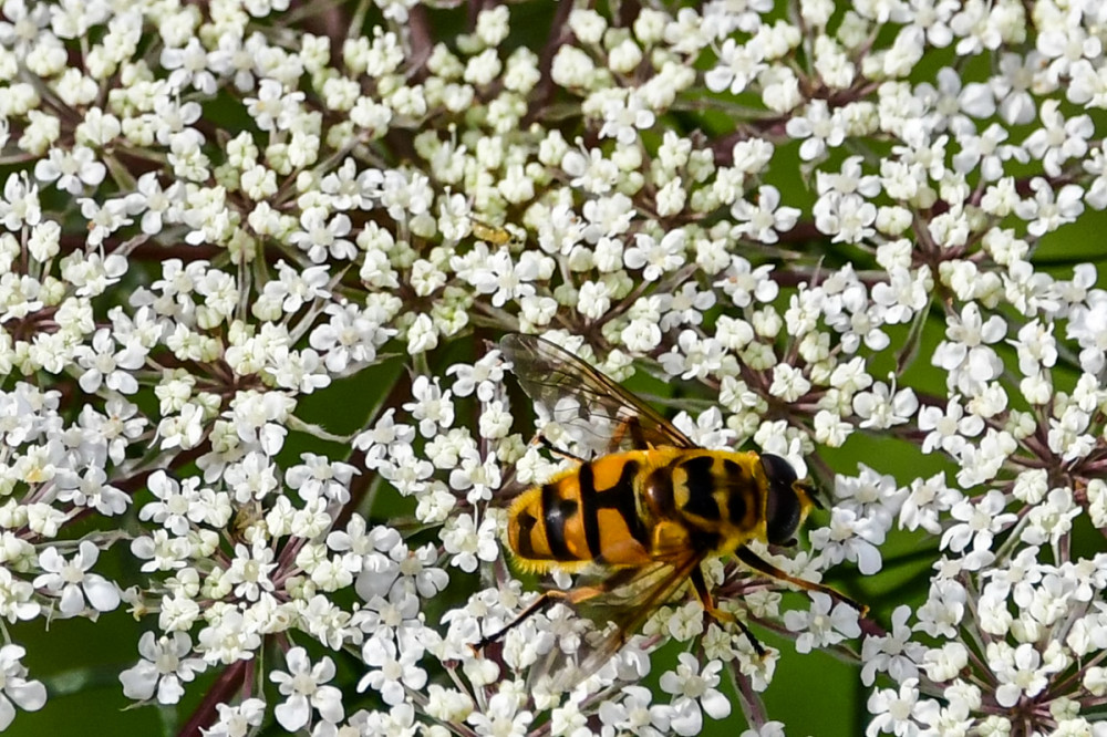 Schwebfliegen
erbringen wichtige Leistungen, sowohl für uns Menschen als auch für das Ökosystem. Der älteste fossile Beleg einer Schwebfliege stammt aus kreidezeitlichem Sibirischem Bernstein. (bayern.de)
Schlüsselwörter: 2026