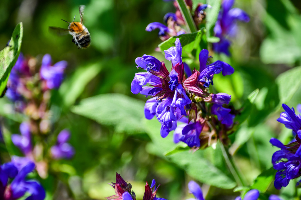 Zauberhafte Blüten
Salbei ist eine in Europa heimische Pflanzenart u. als Mitglied der Lippenblütler eine wertvolle Nährpflanze für viele Insekten. Mit überreicher Blütenfülle erfreut die robuste Staude Jahr für Jahr mit farbenfrohen Blumen u. langer Blütezeit. (Ratgeber pflanzen)
Schlüsselwörter: 2025