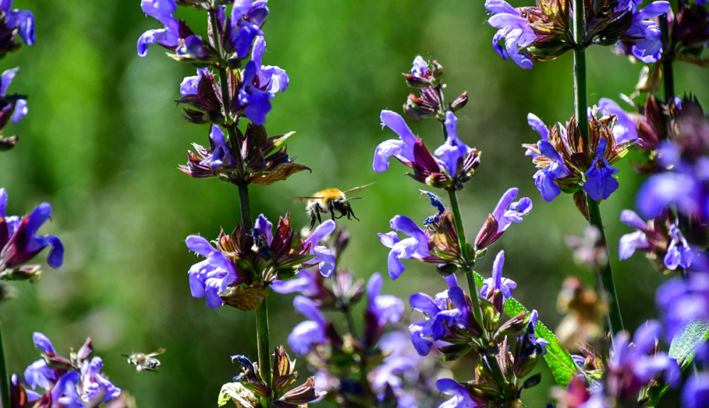 Salbeiblüten
In Deutschland ist der Echte Salbei, der auch als Garten- oder Küchensalbei bezeichnet wird, am weitesten verbreitet. Von Mai bis Juli blüht Salbei an langen Stängeln mit vielen kleinen Blüten in Violett. Wildbienen, Hummeln u. andere Bestäuber werden mit Nektar u. Pollen versorgt. (NDR)
Schlüsselwörter: 2026