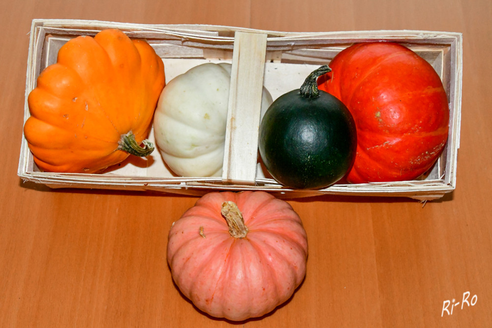 Korb gefüllt
(Casperita, Rolet, Sunburst, Hokkaido, Autumn Crown) mit Speisekürbissen, die sich vielfältig zubereiten lassen. Der Speiseplan wird spannend.
Schlüsselwörter: 2026