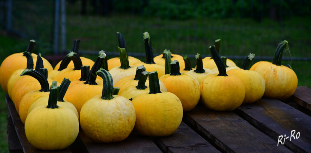 Mellow Yellow
dieser gelbe Halloween bringt leuchtenden Kontrast in die orange Halloween Palette. Die Kürbisse sind meist ab Ende August erhältlich u. haben bis zum Spätherbst Saison. (ndr)

Schlüsselwörter: 2026